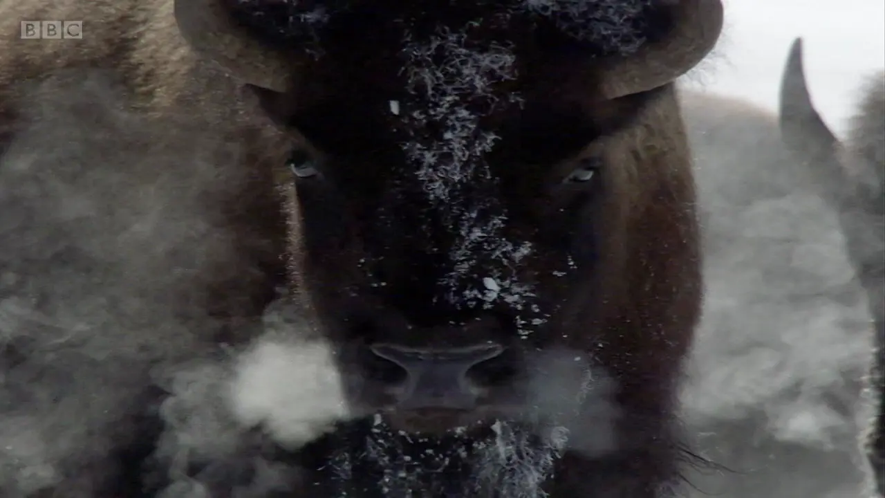 Wood bison (Bison bison athabascae) as shown in Frozen Planet - To the Ends of the Earth